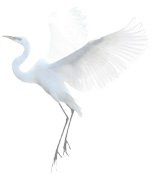 La grue blanche d&eacute;ploie ses ailes